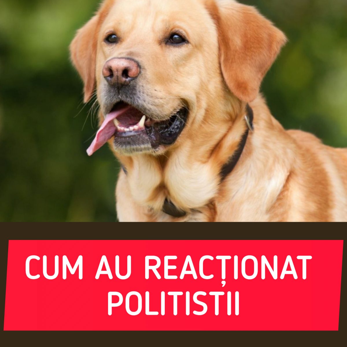 Un șofer beat, prins de autorități, și-a pus câinele la volan și s-a mutat pe scaunul din dreapta