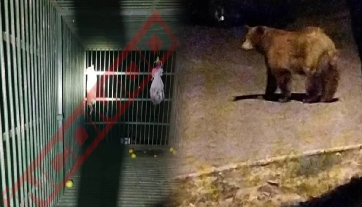 În loc să-l prindă pe ursul Rambo, autoritățile din Ploiești au capturat o pisică. Senzorii de mișcare s-au activat, iar ușa cuștii s-a închis, felina rămânând captivă în interior