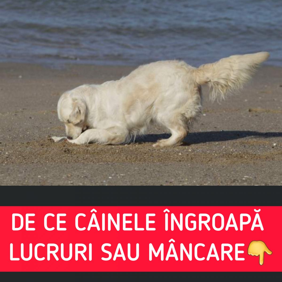 De ce câinele tău îngroapă lucruri sau mâncare. Ce vrea animalul tău de companie să transmită prin acest obicei
