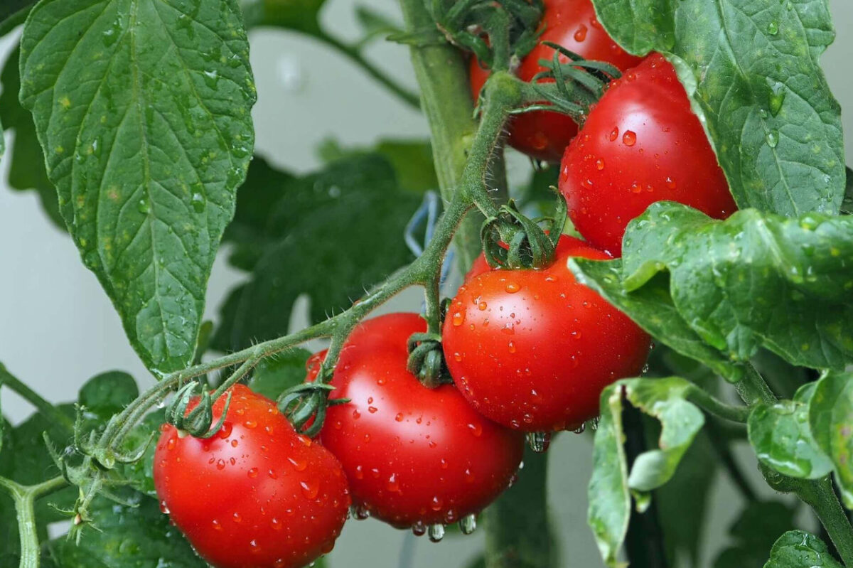 Ce ar trebui sa plantezi langa rosii ca sa aiba un gust mai bun.