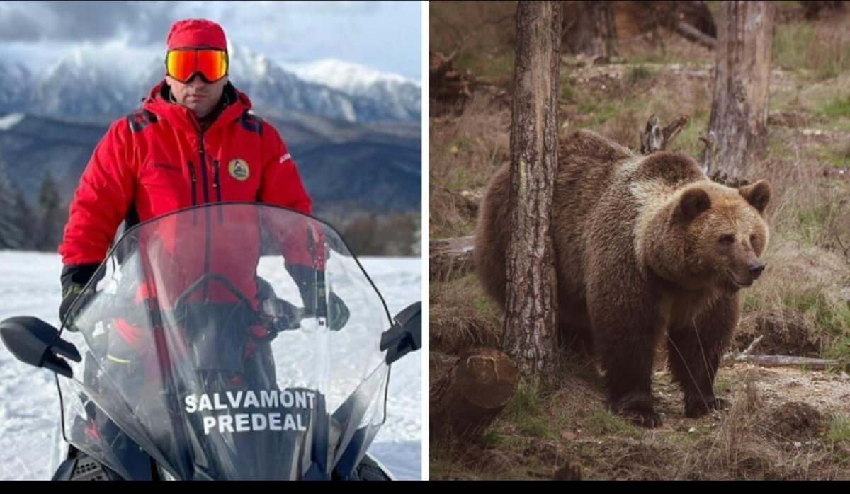 Salvamontistul din Predeal a fost atacat de ursoaică la doar 300 de metri de casă! Ce s-a întâmplat cu animalul după incident
