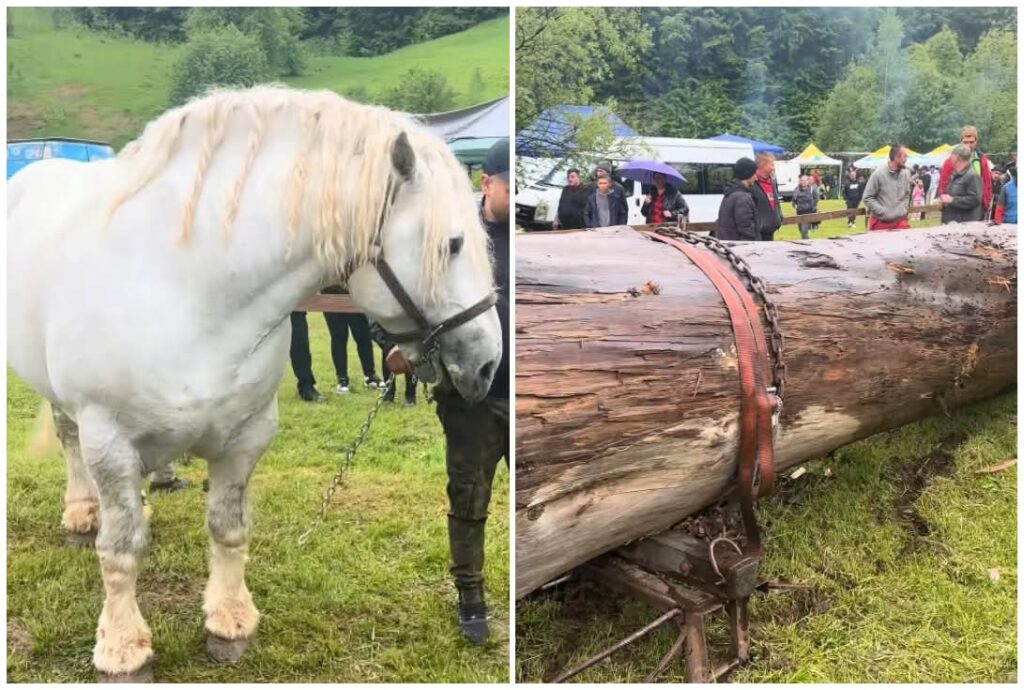 Un cal pe nume Falko a murit după ce a tras un buștean imens. Oamenii sunt revoltați: „Aceste concursuri sunt o formă de abuz, iar abuzul nu poate fi tolerat sub nicio formă”