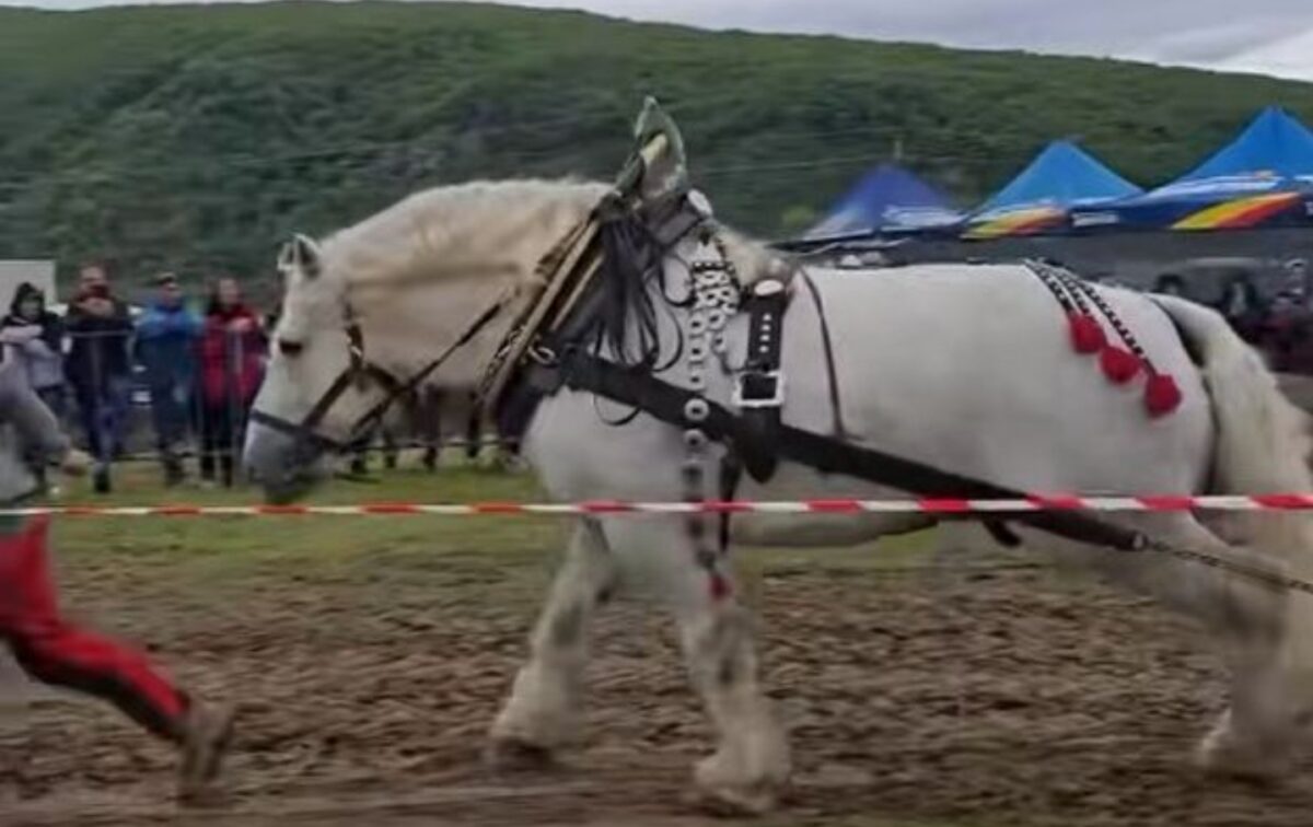 Semnele care au prevestit moartea lui Falko, calul campion care și-a dat ultima suflare după o cursă de tras bușteni: „Slovacul a văzut că sufla greu și îngenunchea”. Ce s-a întâmplat înainte să intre în concurs și cum ar fi putut stăpânul să evite întreaga tragedie