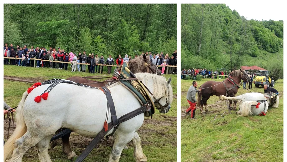 Dezvăluiri șocante despre moartea calului campion: „L-a forțat pe Falko să tragă 10 minute în plus, spre deliciul mulțimii”
