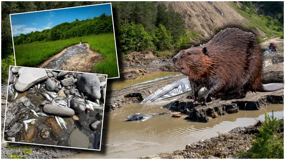 Planșeul minei Praid s-a prăbușit din nou. Dezastrul ecologic se amplifică: din cauza apei sărate au început să moară și castorii
