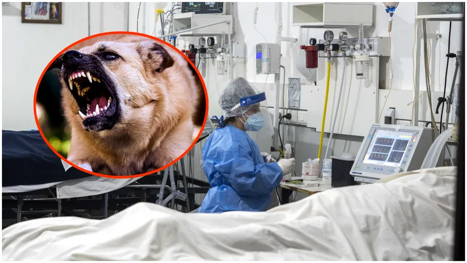 Un bărbat din Iași a fost mușcat de un câine și a murit. Boala gravă contractată