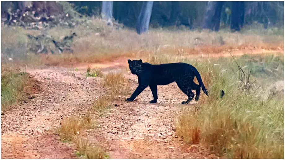 Misterul legat de pantera neagră care ar fi fost văzută în Giurgiu, aproape elucidat. Despre ce animal e vorba, de fapt
