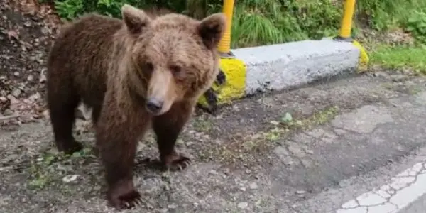 Tragedie pe Transfăgărășan! Un motociclist italian a fost omorât de urs. Animalul l-a tras într-o râpă