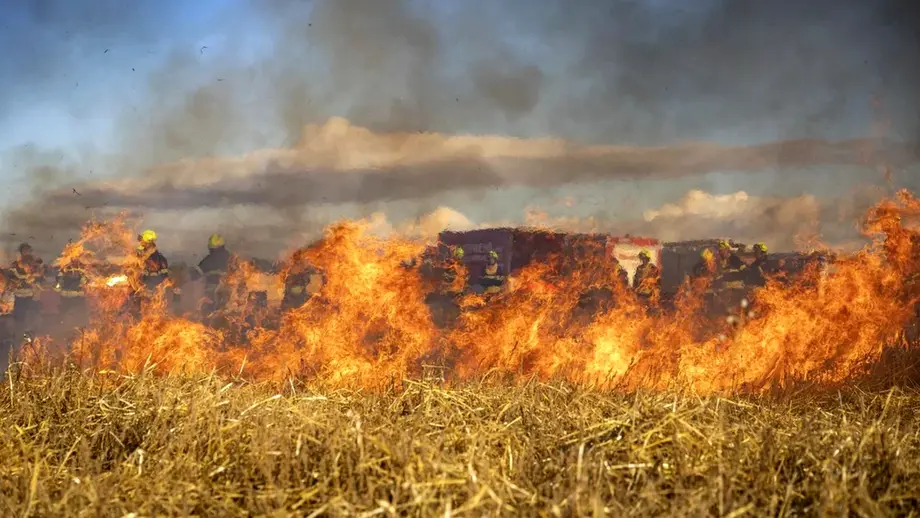 Descoperire macabră într-un lan de porumb din Galați: trupul fără viață al unei femei a fost găsit carbonizat. Pe ce pistă merg anchetatorii