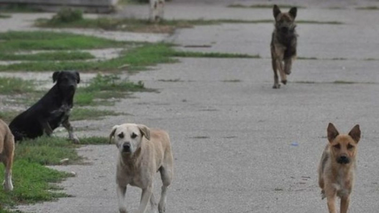 Statul impune primăriilor măsuri clare pentru gestionarea câinilor fără stăpân. Proprietarii riscă sancțiuni dacă nu își vaccinează animalele