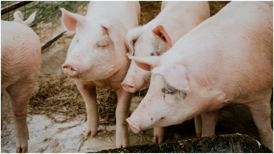 România, pe primul loc în Europa la pestă porcină. Specialiștii avertizează că virusul rezistă și doi ani în carnea congelată