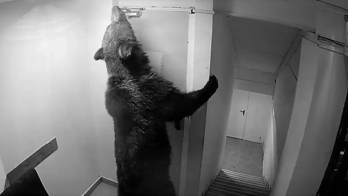 Panică pentru turiști în Poiana Brașov! Un urs a intrat într-un hotel! Angajații acuză că autoritățile nu au intervenit la timp!