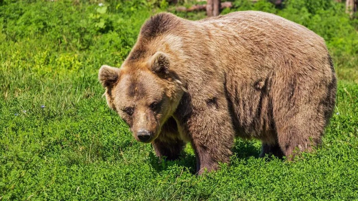 A fost semnalată prezența unui urs în Baia Mare! Autoritățile au emis mesaj RO-Alert pentru locuitori