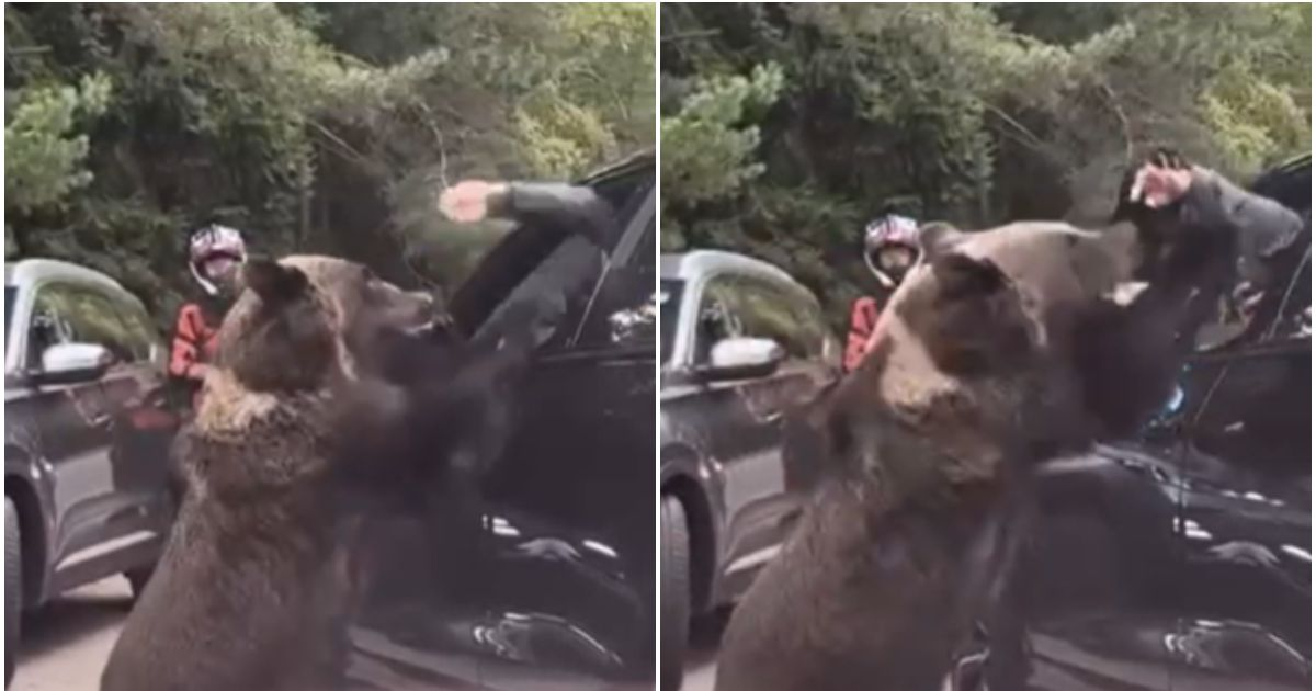 Turist polonez atacat de o ursoaică pe Transfăgărășan, după ce a încercat să o hrănească